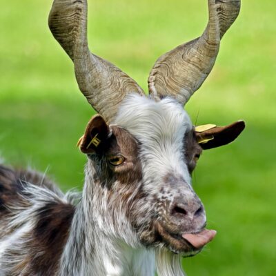 Breed Profile: Girgentana Goat